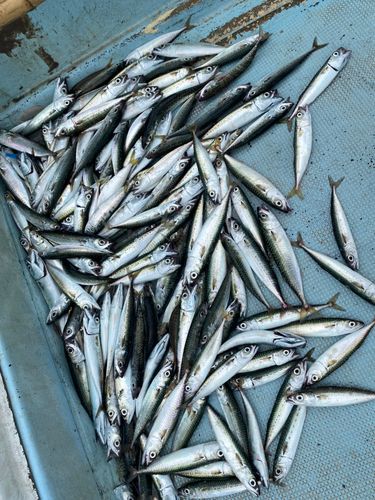 サバの釣果