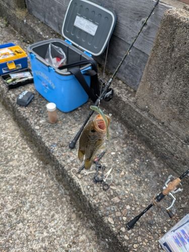 ブラックバスの釣果