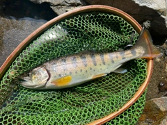 ヤマメの釣果