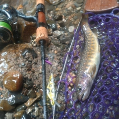 イワナの釣果