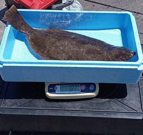 ヒラメの釣果