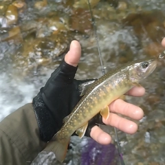 イワナの釣果
