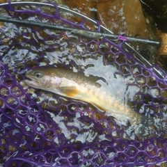 イワナの釣果