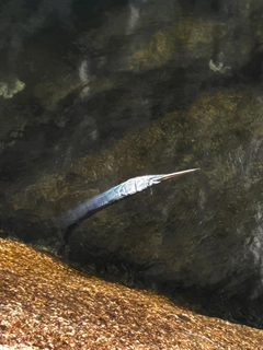 ダツの釣果