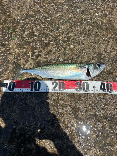 マサバの釣果