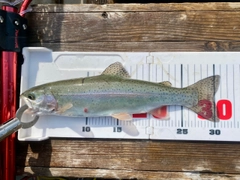 サクラマスの釣果