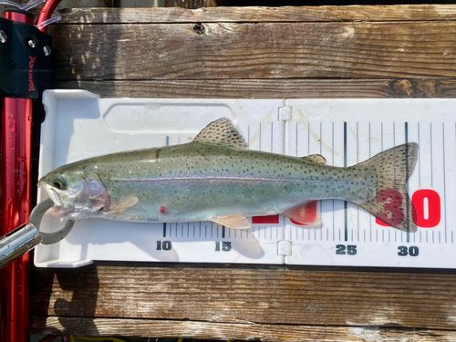 サクラマスの釣果