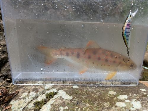 アマゴの釣果