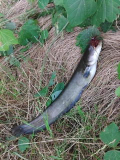 ナマズの釣果