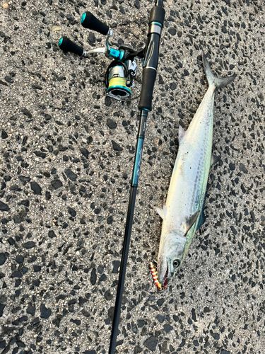 サゴシの釣果