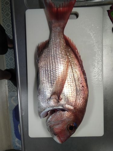 マダイの釣果