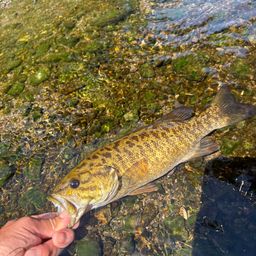 スモールマウスバス