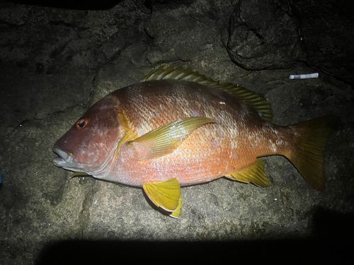 シブダイの釣果