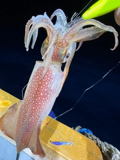 アカイカの釣果