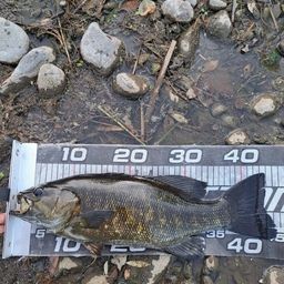 スモールマウスバス