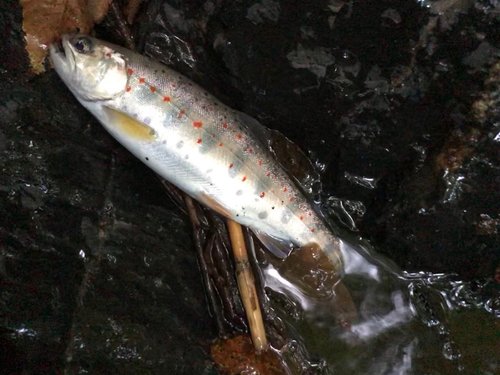 イワナの釣果