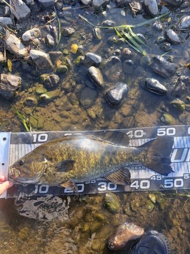 スモールマウスバスの釣果