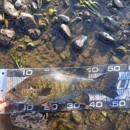 スモールマウスバス