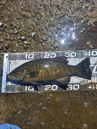 スモールマウスバスの釣果