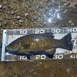 スモールマウスバス