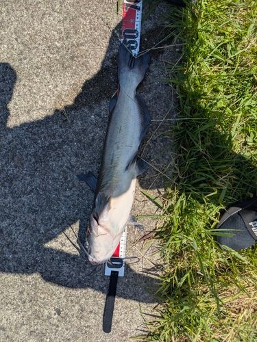 アメリカナマズの釣果