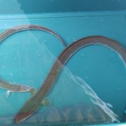 ウナギ