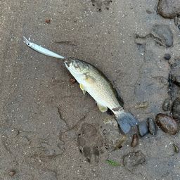 スモールマウスバス