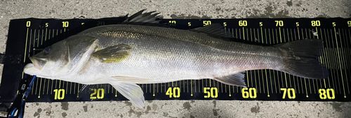 シーバスの釣果