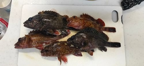 クロソイの釣果