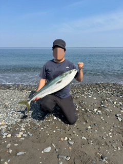 ブリの釣果