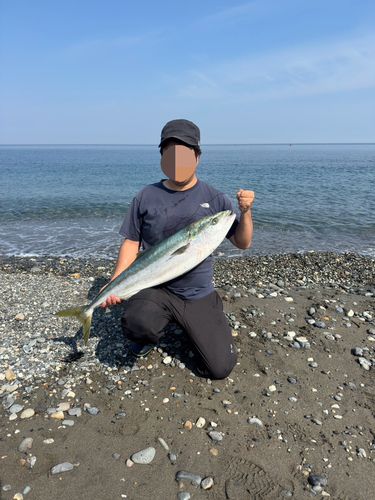 ブリの釣果