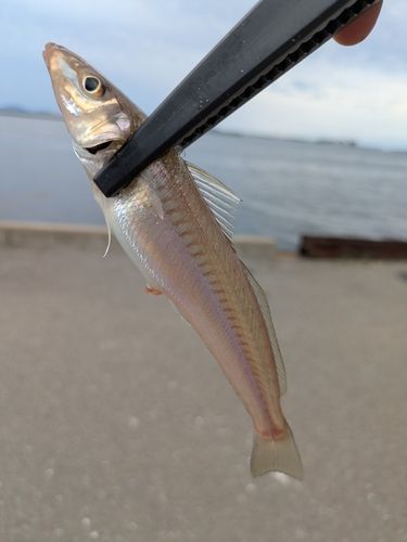 キスの釣果