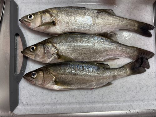 シーバスの釣果