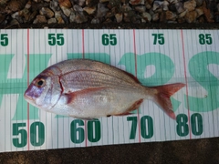チダイの釣果