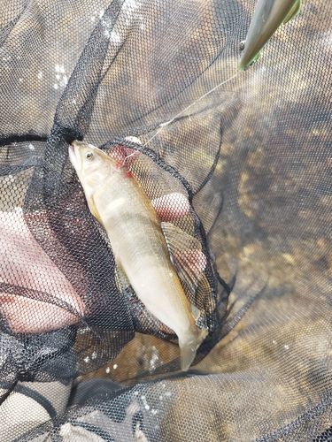 アユの釣果