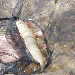 アユ