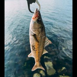 セイゴ（マルスズキ）