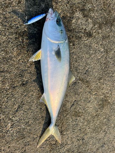 フクラギの釣果