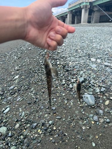 トビヌメリの釣果