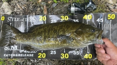 スモールマウスバスの釣果