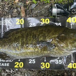 スモールマウスバス