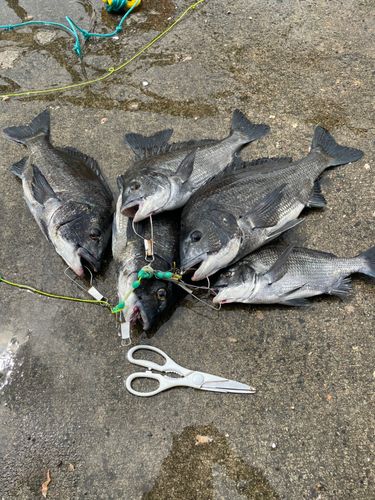 クロダイの釣果