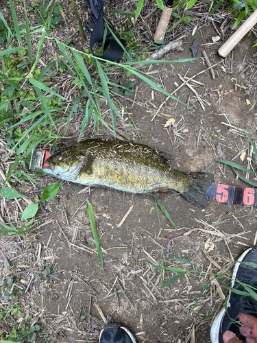 スモールマウスバスの釣果