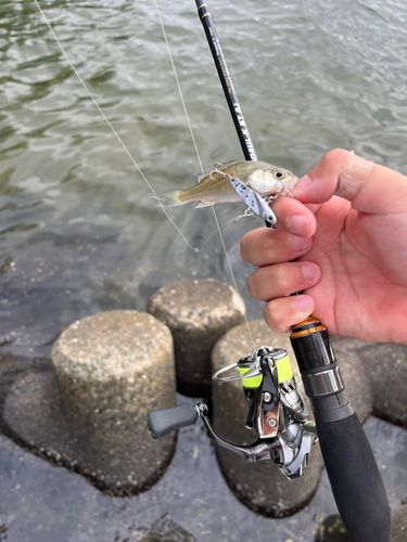 セイゴ（タイリクスズキ）の釣果