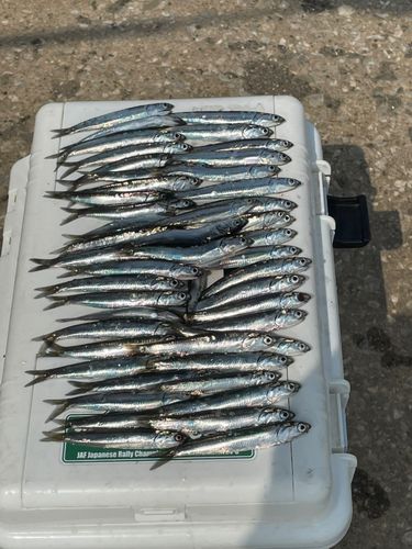 カタクチイワシの釣果