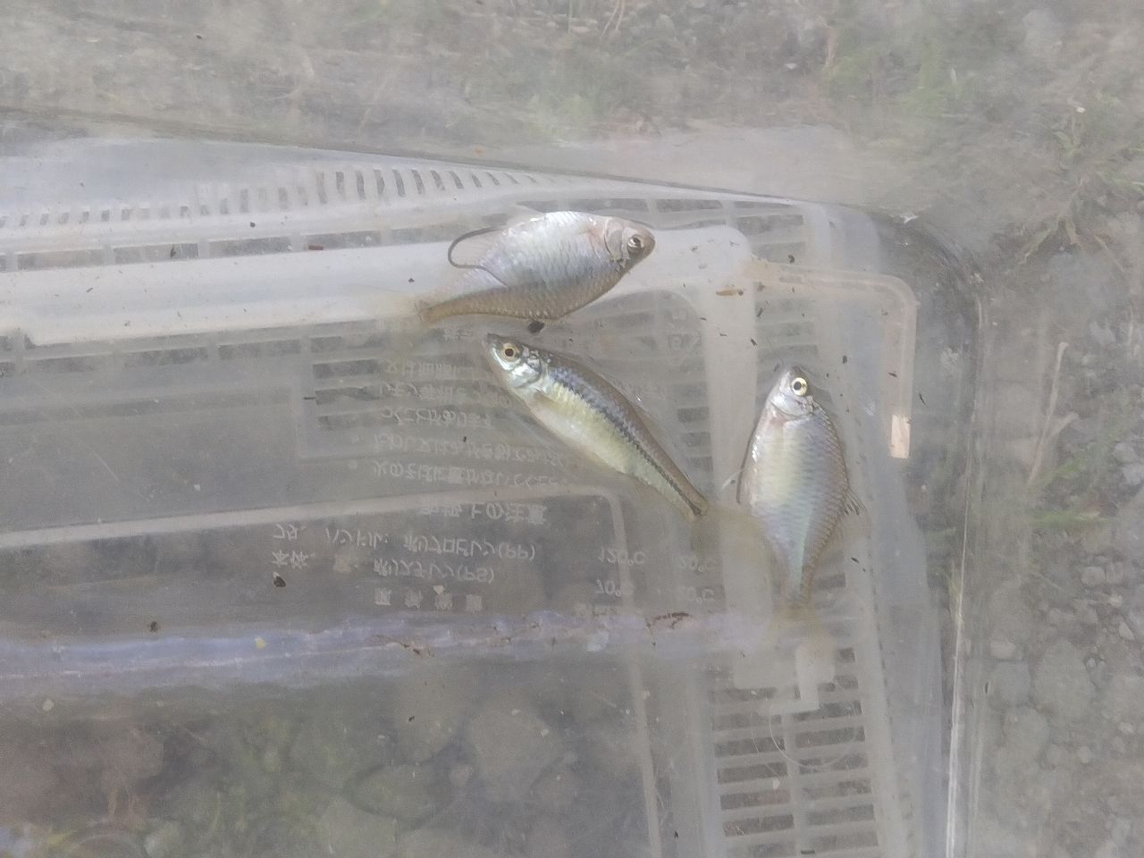 タイリクバラタナゴ