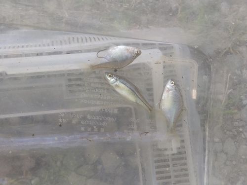 タイリクバラタナゴの釣果