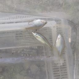 タイリクバラタナゴ