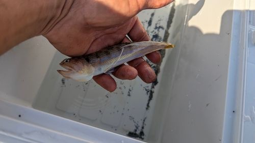 オキエソの釣果