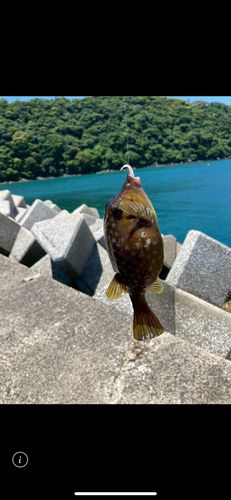 ハコフグの釣果